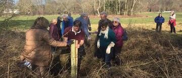 Elm planting 23 Feb 2019-6